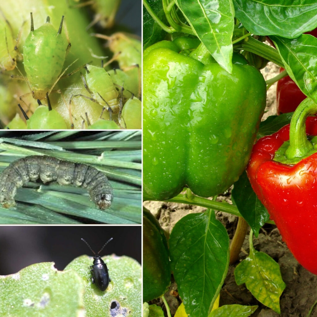 What's Eating My Peppers? Farmers Coop