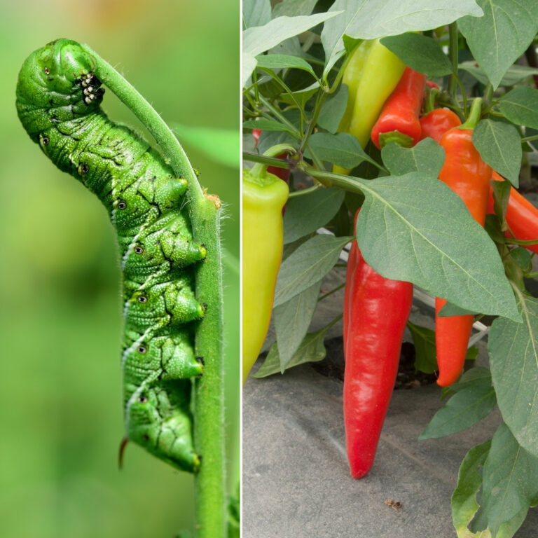 What's Eating My Peppers? Farmers Coop