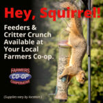 feeding-squirels-farmers-coop