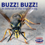 in-defense-wasps-farmers-coop