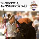 show-cattle-supplements-faqs-farmers-coop-2