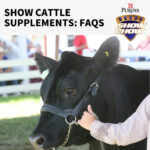 show-cattle-supplements-faqs-farmers-coop-3