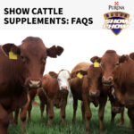 show-cattle-supplements-faqs-farmers-coop-4