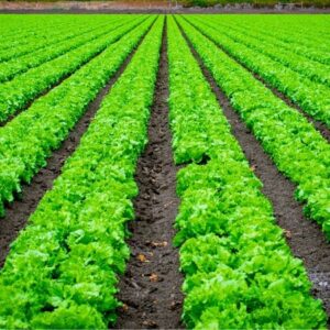 The science of soil management and crop production. Green crops in a row.