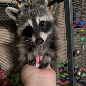 Ollie the raccoon