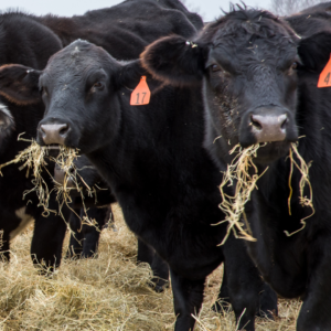 Reducing Hay Waste in Winter. Cows eating hay.