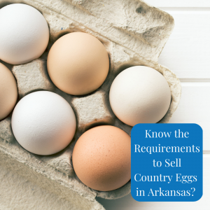 Selling country eggs in Arkansas. Carton of eggs.