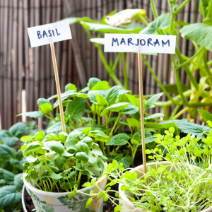 herb garden 