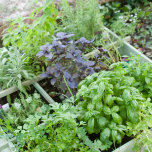 Herb Garden