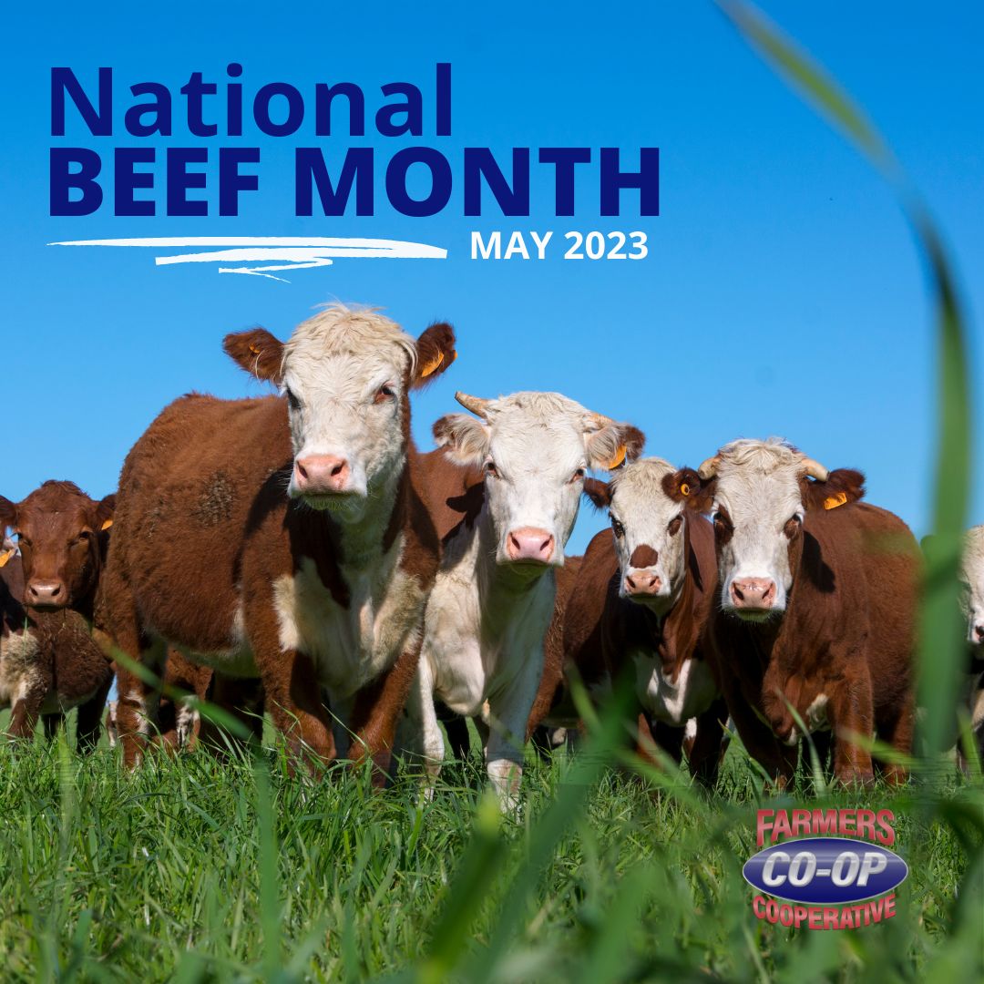 National Beef Month Farmers Coop