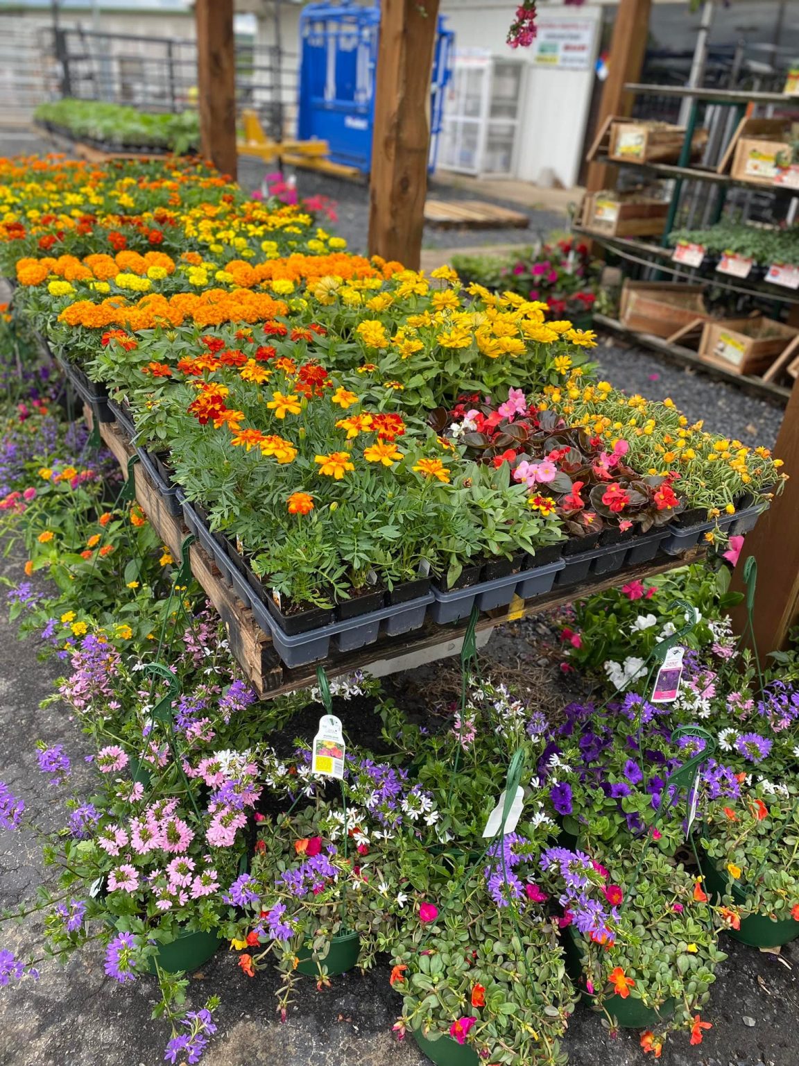 Spring Filled Garden Centers Farmers Coop