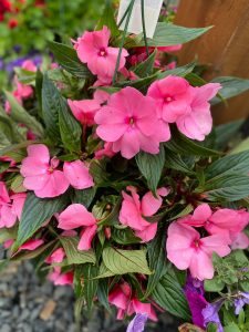 Hanging baskets