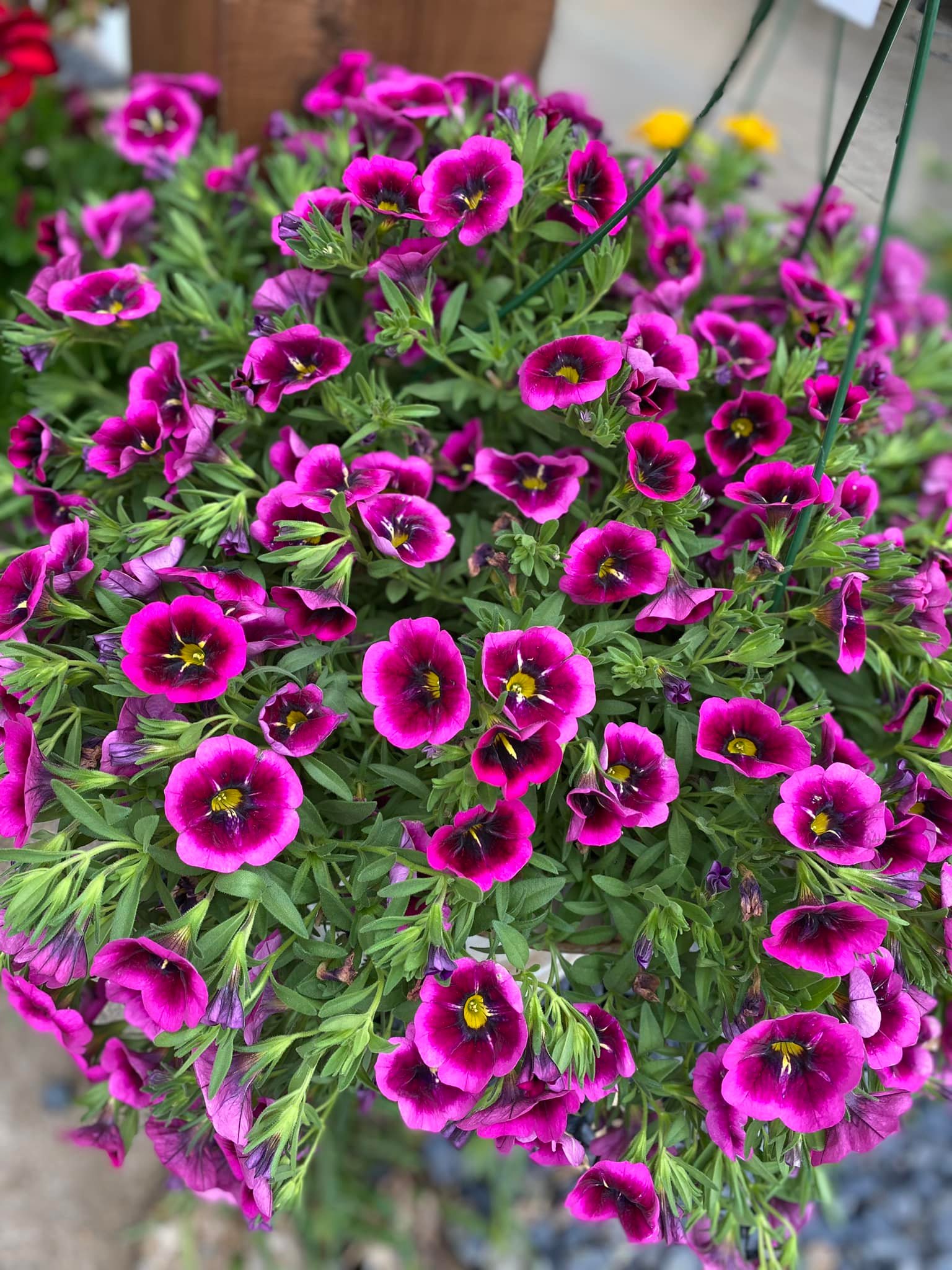 Waldron Hanging basket 2 Farmers Coop