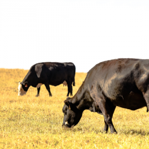 Cattle grazing on fall forage 