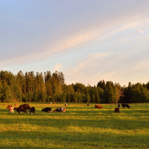 Fall pasture management tips | Farmers Coop