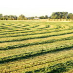 Harvesting Hay 2