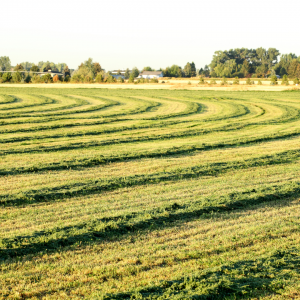 Harvesting Hay | Farmers Coop 