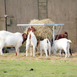 Hay Feeders 1