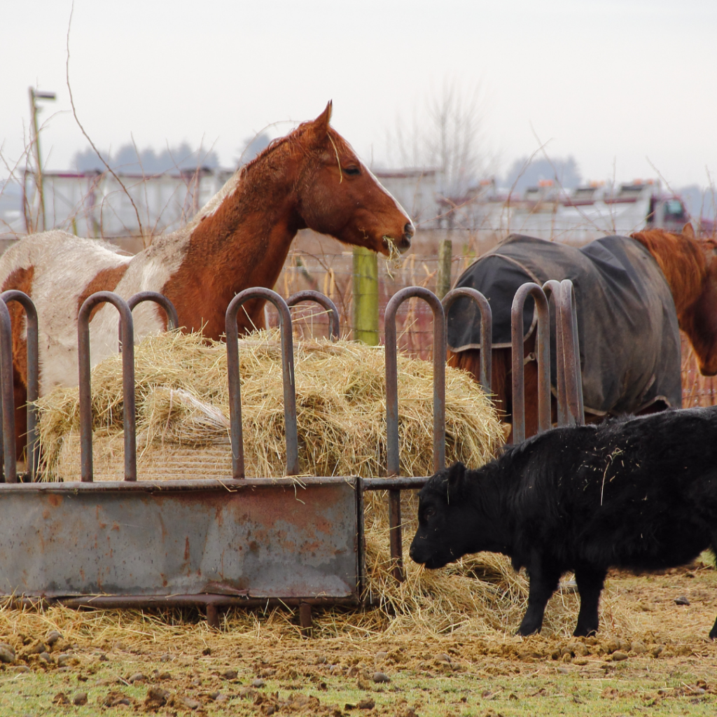 The Benefits of Using Hay Feeders for Your Animals Farmers Coop