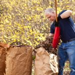 Mulch leaves