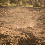 Soil beds