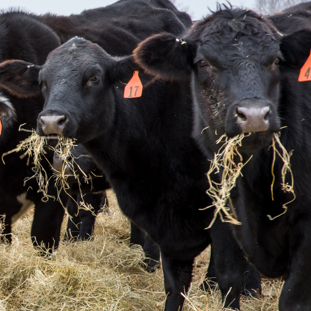 Cattle eating hay