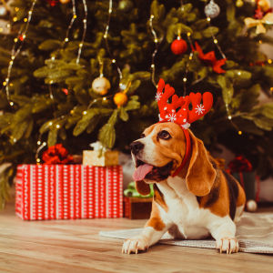 Beagle lying down under Christmas tree