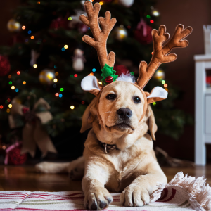 Puppy Wearing Antlers by Christmas Tree