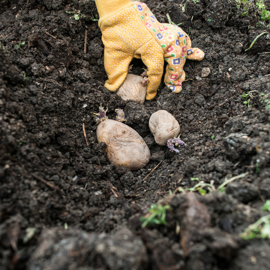 Planting Seed Potatoes - Farmers Co-op, image size:1080x1080