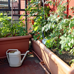 Urban Agriculture