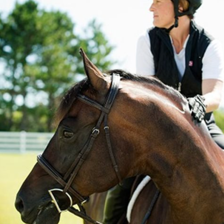 How to Keep Horses Cool in Hot Weather Farmers Coop