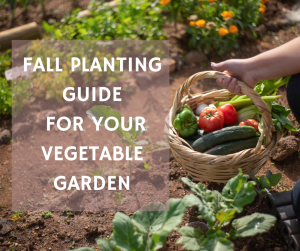 Arkansas fall vegetable garden planting guide