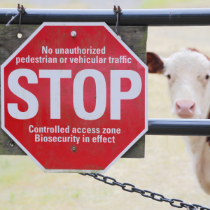 Cow behind fence and sign that says "STOP  controlled access zone, Biosecurity in effect."