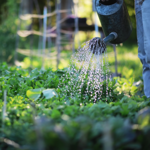 How to prepare you garden for spring: the watering can pictured here is a good tool.