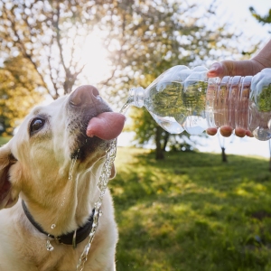 Dog drinking water - water is one of the TOP pet care essentials, obviously.
