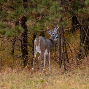 Deer looking back at camera pictured, learn more by reading How to Set Up a Wildlife Habitat: Feed and Supplies You Need
