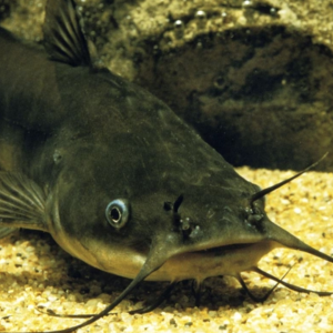 How to Stock Your Pond for Spring -  check out the catfish pictured here!