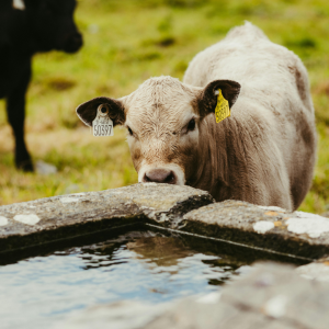 Cow drinking water from trough pictured  - HYDRATION is key. learn more by reading Summer Livestock Nutrition: Keeping Your Animals Hydrated and Healthy