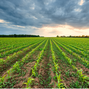 Photo of crops in field. Learn more by reading Fall Planting Guide: Crops to Start Now