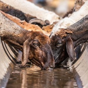 Goats drinking from water trough pictured - How to Prevent Heat Stress in Livestock? WATER is a big one.