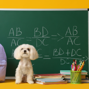 Pictured is a little white dog in front of a chalkboard with school supplies - so cute! Learn more by readin Back-to-School Pet Care: Keeping Your Pets Happy and Healthy