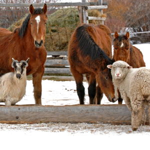 Horses, goat and sheep standing in snow. Read Winter Livestock Care: Essential Tips for Keeping Your Herd Healthy