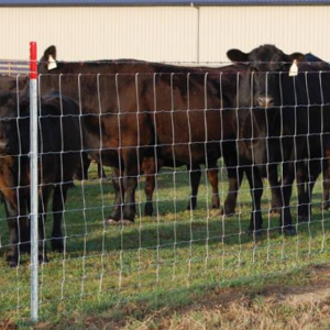 Redbrand wire fencing with cattle behind it pictured. learn more by reading DIY Fencing: Tools and Materials for Your Farm