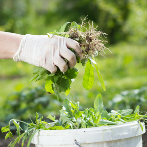 Hand throwng away weeds picture! Read Weed Control 101: Best Practices for a Healthy Farm to learn more.